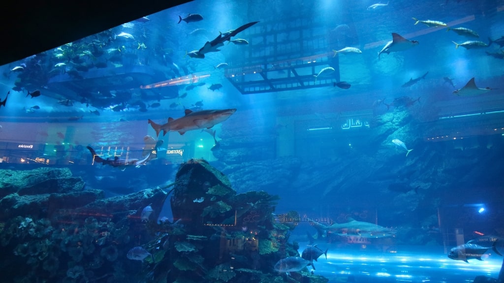 Cage Diving in Dubai Aquarium and Underwater Zoo