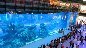 Read more about the article Dubai Aquarium and Underwater Zoo: Why It’s Worth Visiting