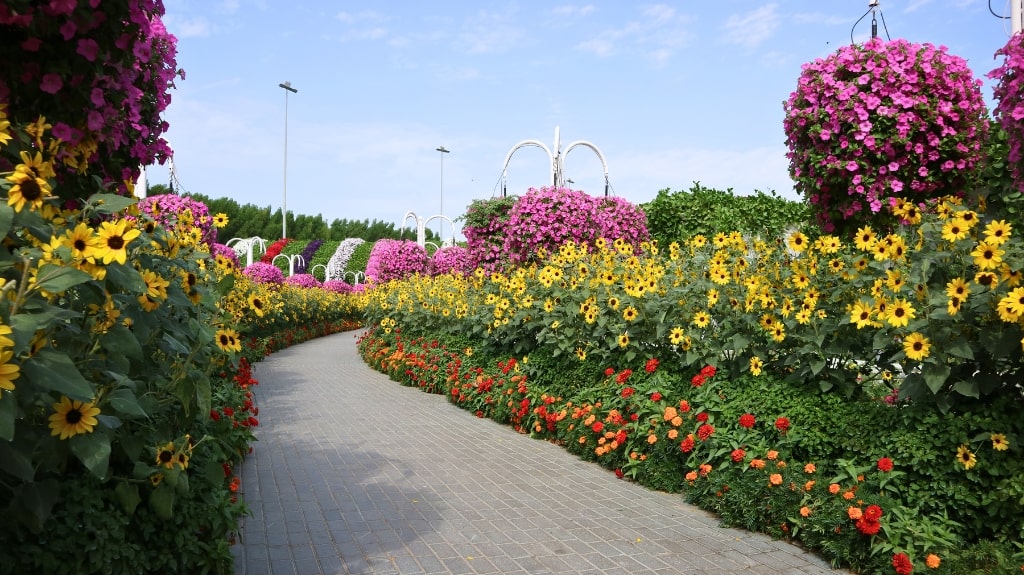 Dubai Miracle Garden Sunflowers