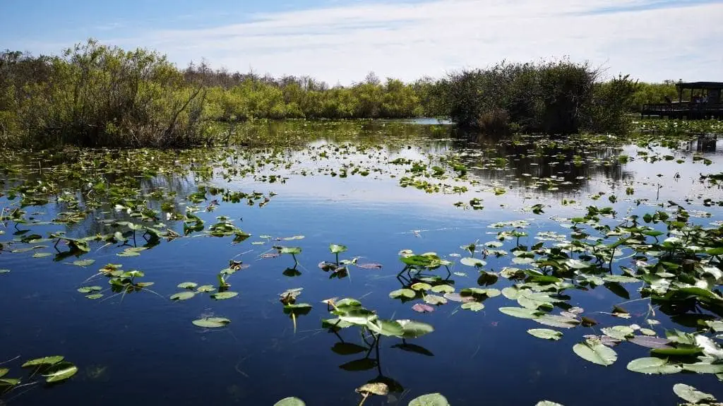 Everglades National Park Fauna