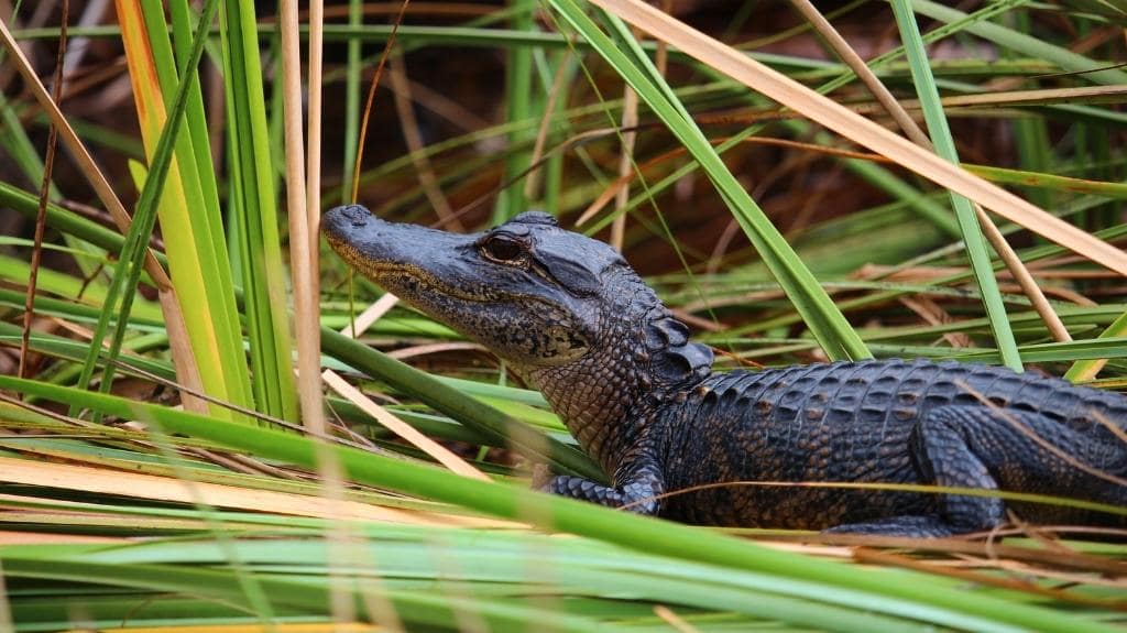 Everglades National Park Wildlife