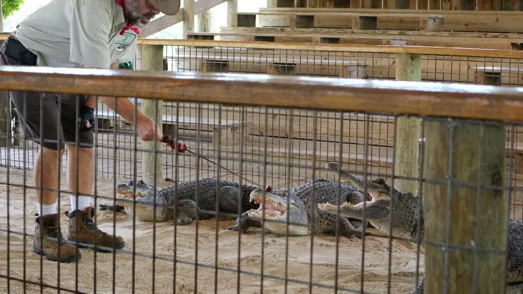 Gator Park Show Everglades