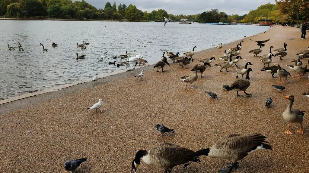 Hyde Park in London