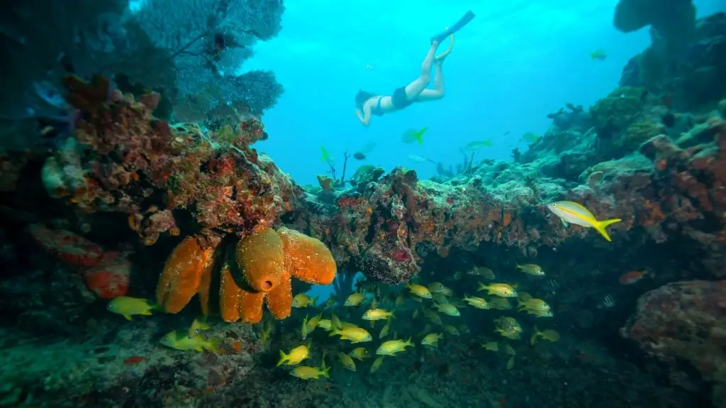 Diving at the Florida Reef