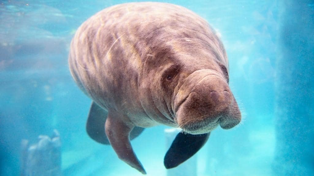 Manatee in Tampa Florida