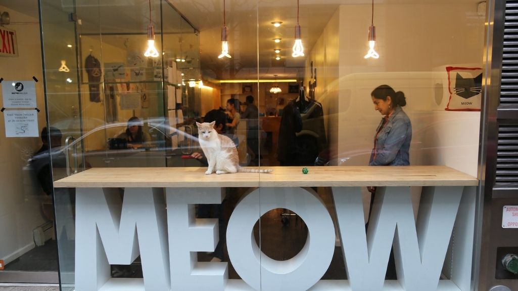 Meow Parlour Cat Cafe