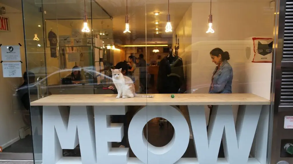 Meow Parlour Cat Cafe