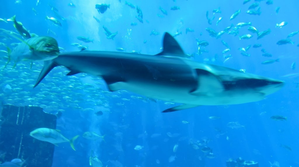 Sharks in Dubai Aquarium and Underwater Zoo