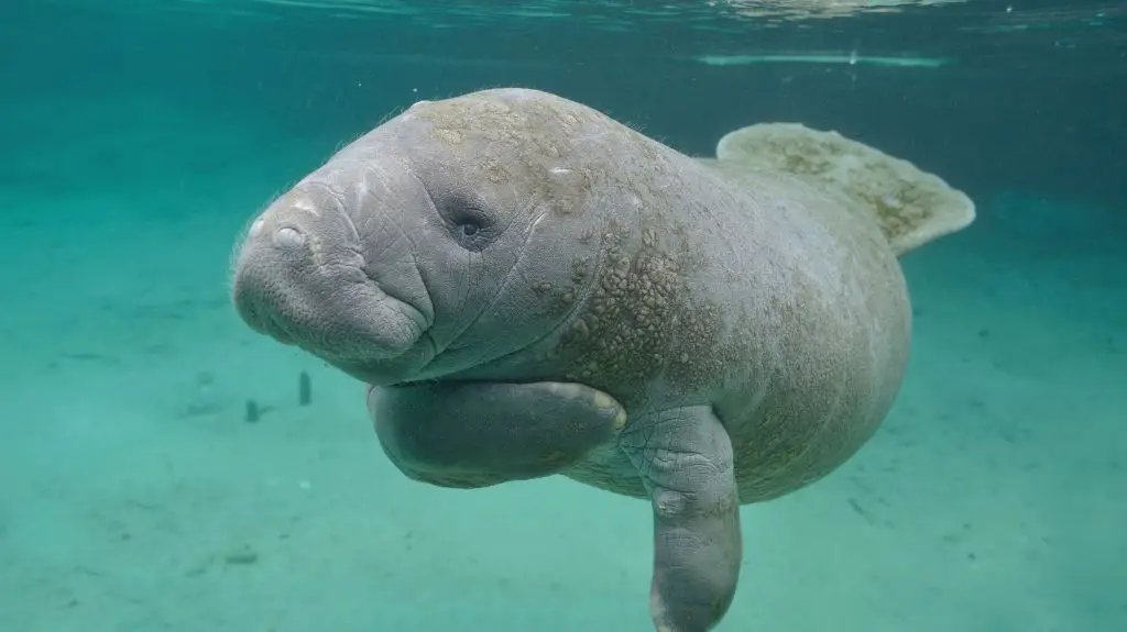 Swimming with Manatees Crystal River Florida