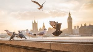 Read more about the article 44 London Travel Tips – the Ultimate Guide