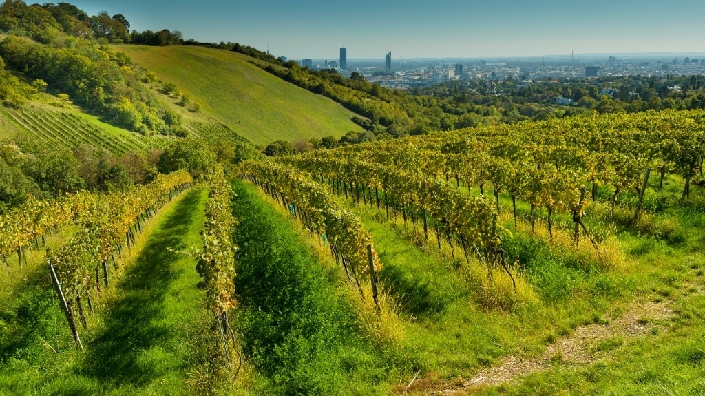 Vienna Vineyards